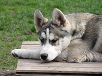 Huskies Erleben